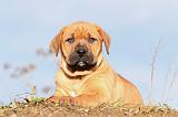 TOSA INU 120